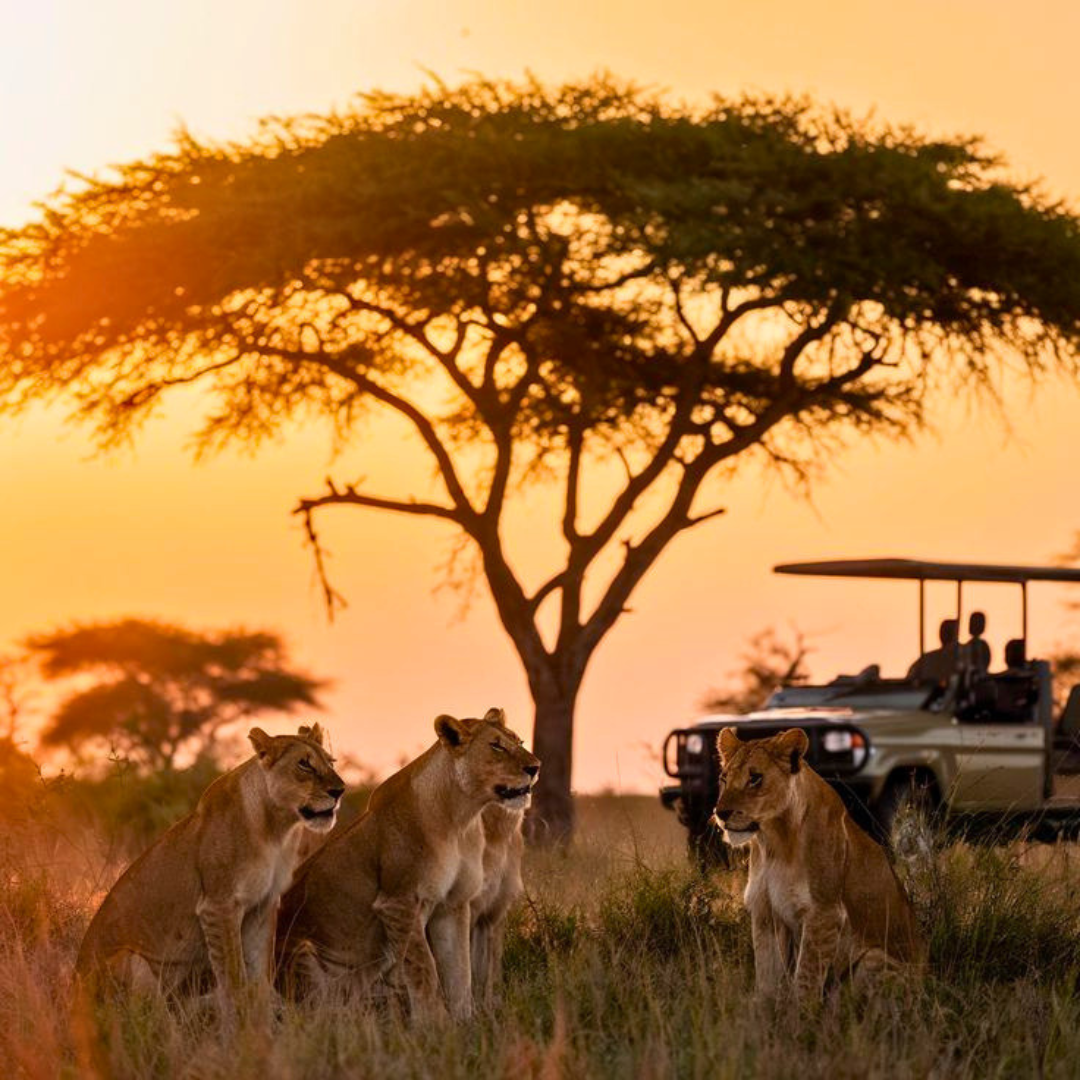 Kenyan Ultimate Safari