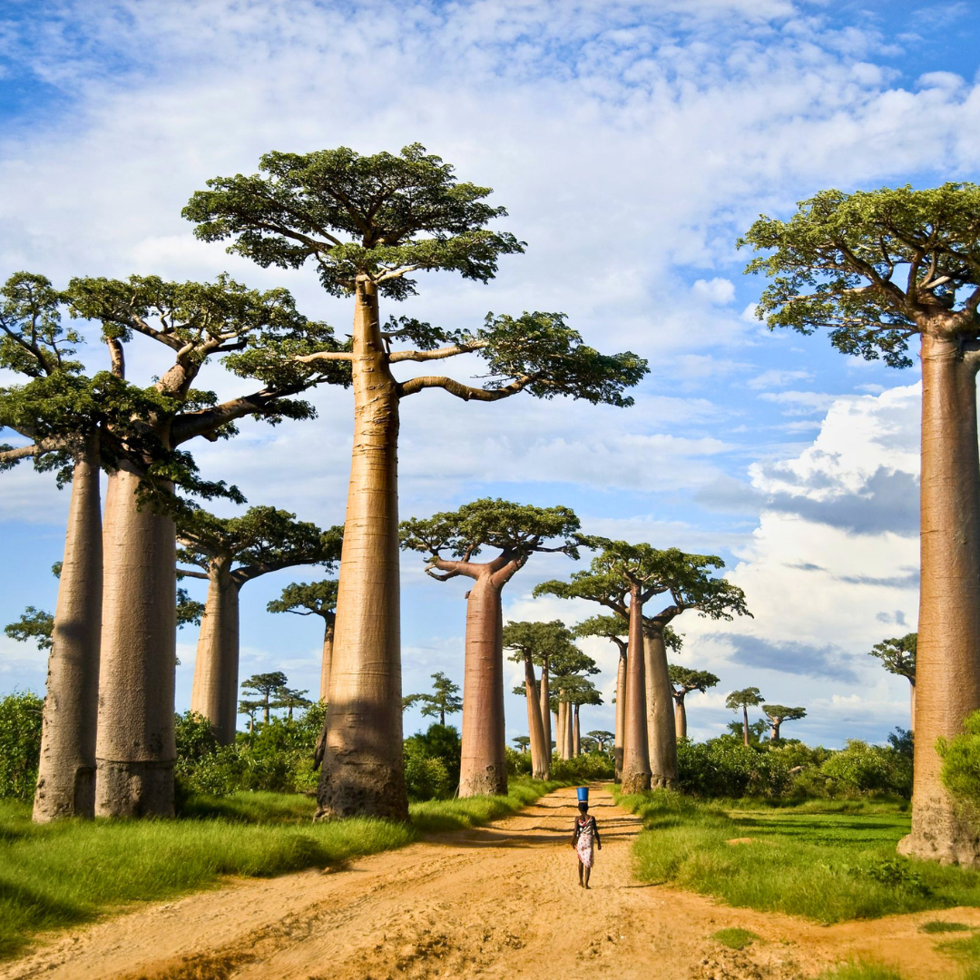 Tanzania Big 5 safari with All Inclusive Zanzibar